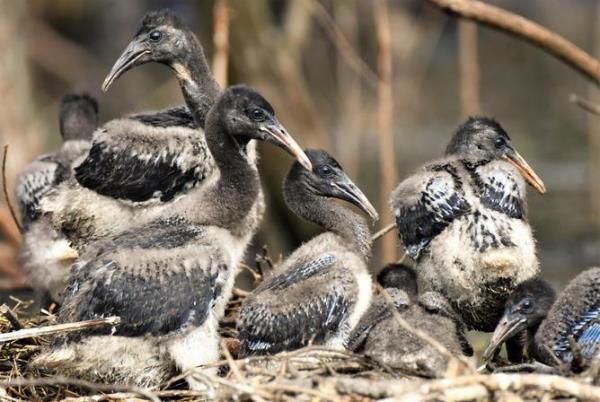 Straw necked ibis chicks at Lake Seppings.